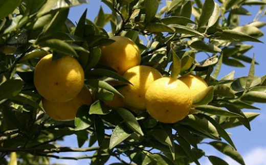 湘南ゴールド飲料  神奈川県産　290g×24本入り