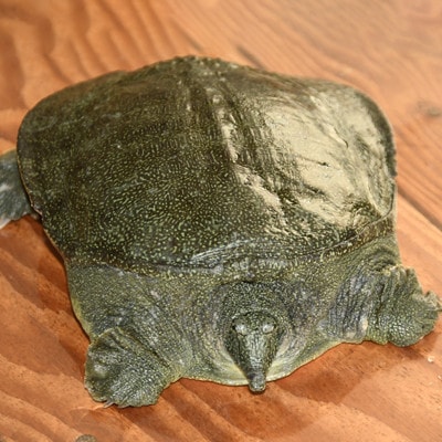 【のし付き】神奈川産すっぽんドリンク　180g×5本