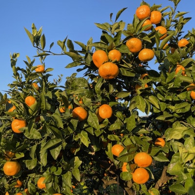 かながわブランド大津みかん　きんたろうみかんジュース＆きんたろうみかんジャムセット