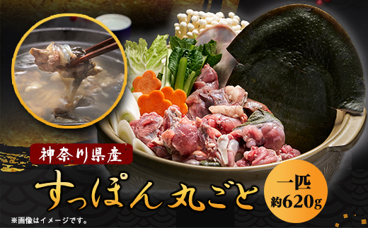 神奈川県産鍋用すっぽん丸ごと1匹(約620g)【配送不可地域：離島】