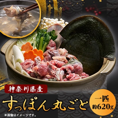 【のし付き】神奈川県産鍋用すっぽん丸ごと1匹(約620g)【配送不可地域：離島】