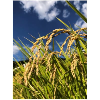 令和7年産「牛さんのお米」はるみ　6kg(3kg×2袋)