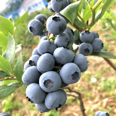 冷凍ブルーベリー 1kg【配送不可地域：離島】