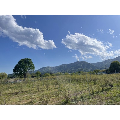 ブルーベリー 1kg【配送不可地域：離島】