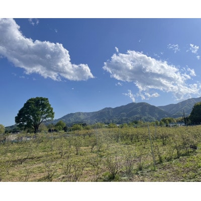 ごきげんブルーベリーファームの食べ放題チケット(中学生以上2枚)