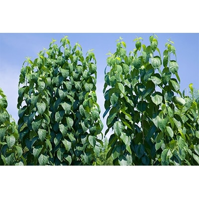 【愛川ブランド】杜仲茶+桑茶「瑞茶」