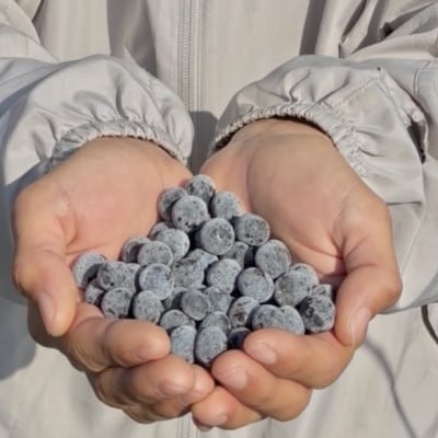 冷凍ブルーベリー 1kg【配送不可地域：離島】