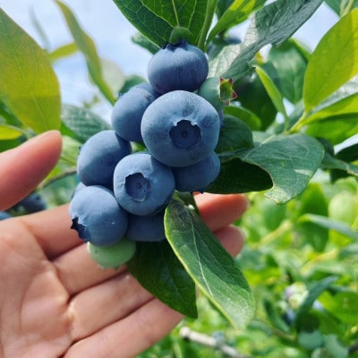 ブルーベリー 1kg【配送不可地域：離島】