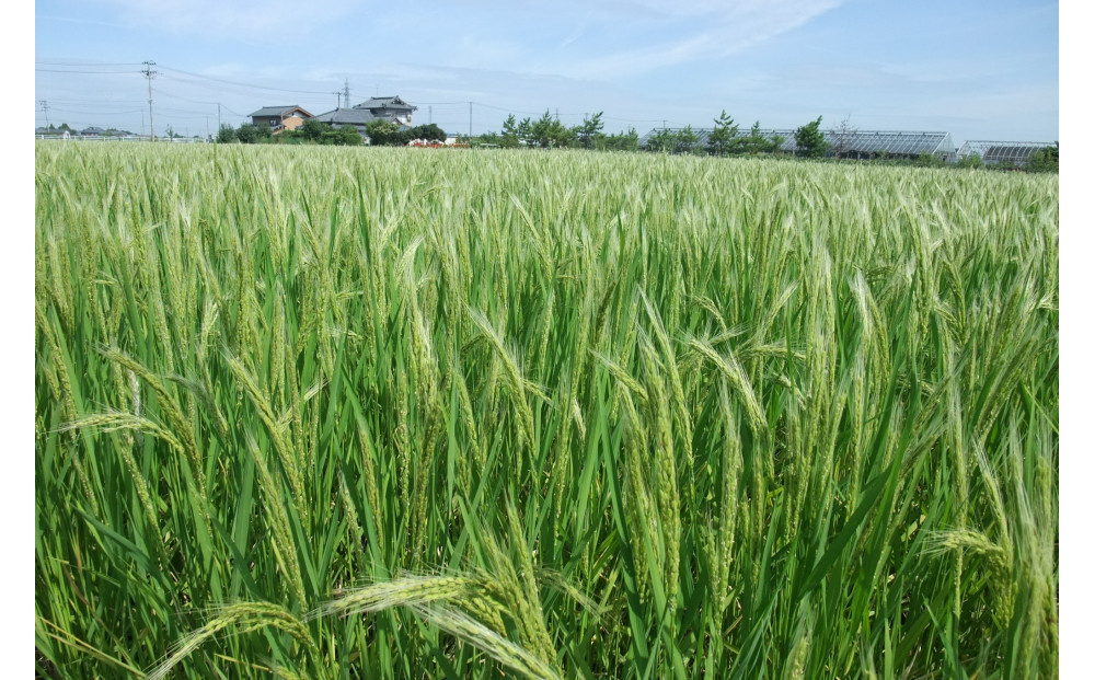 幻の米「白藤」で醸した 純米大吟醸　白藤郷　720ml