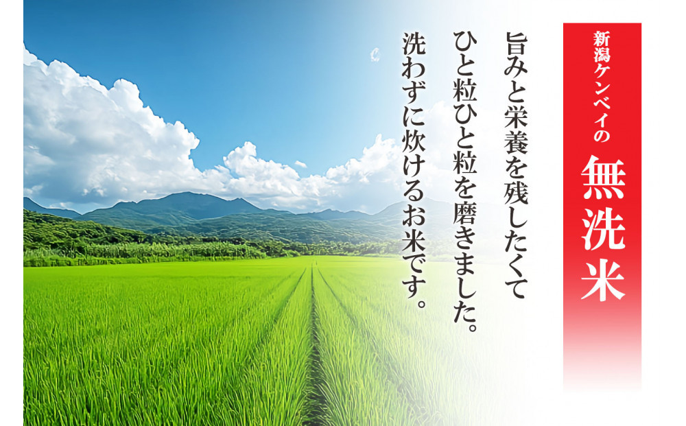 〈令和7年産 新米〉無洗米 新潟産 新之助 5kg 精米 