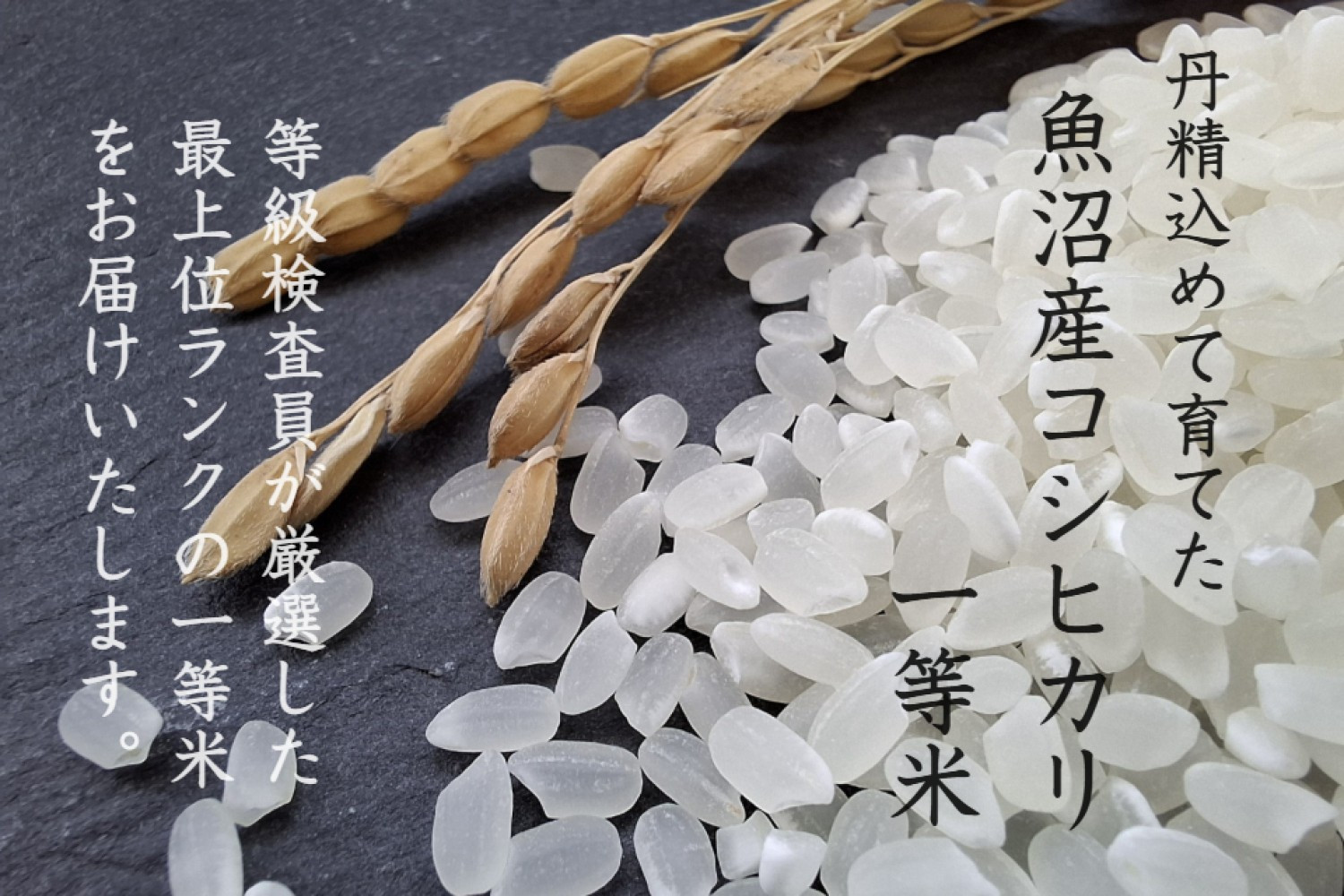 《 令和7年産 新米 》 定期便 5kg × 3ヶ月 魚沼産コシヒカリ 一等米 ( 慣行栽培 )