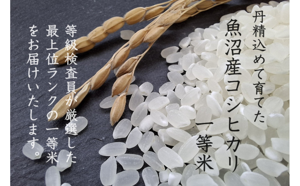 《 令和7年産  》 定期便 5kg × 12ヶ月 魚沼産コシヒカリ 一等米