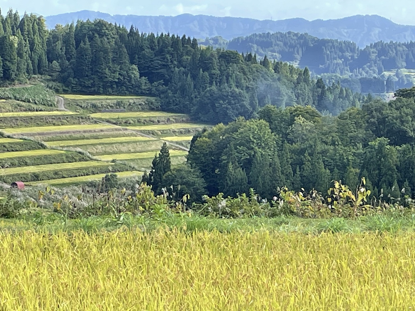 【令和７年産新米予約】【6か月定期便】10月発送開始《食味鑑定士厳選》日本棚田百選・十日町（魚沼）産こしひかり 10kg全6回