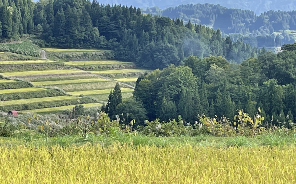 【無洗米】【令和７年産新米予約】【6か月定期便】10月発送開始《食味鑑定士厳選》日本棚田百選・十日町（魚沼）産こしひかり 10kg全6回