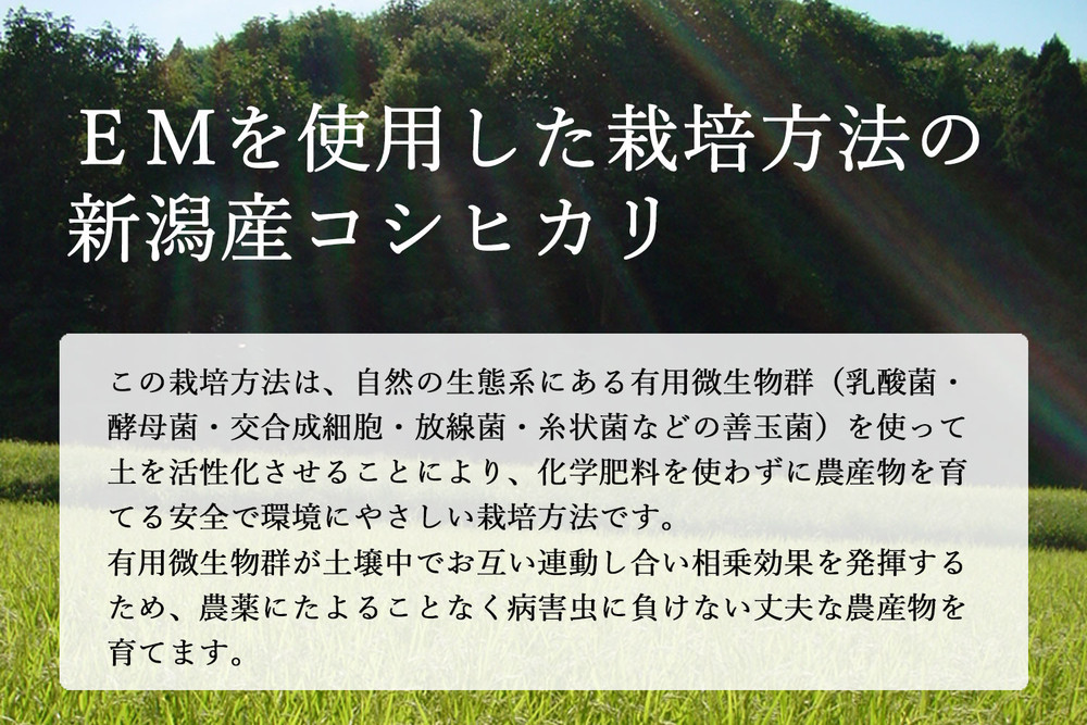 〈令和7年産 新米〉有機栽培米 新潟産コシヒカリ 10kg 有機JAS認証 精米 白米