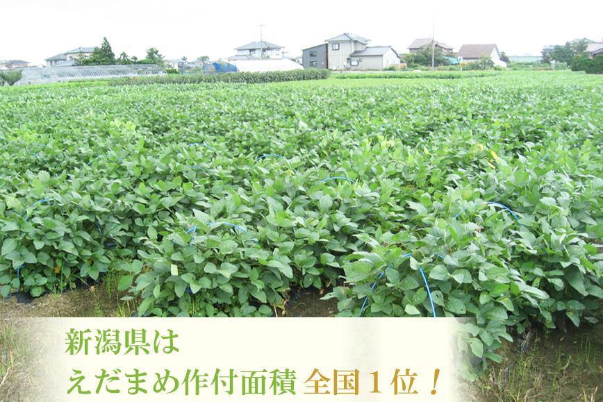 【先行予約 ２回お届け 定期便】くろさき茶豆1.2kg×２回  2026年8月発送 〈ＧＩ登録産品〉