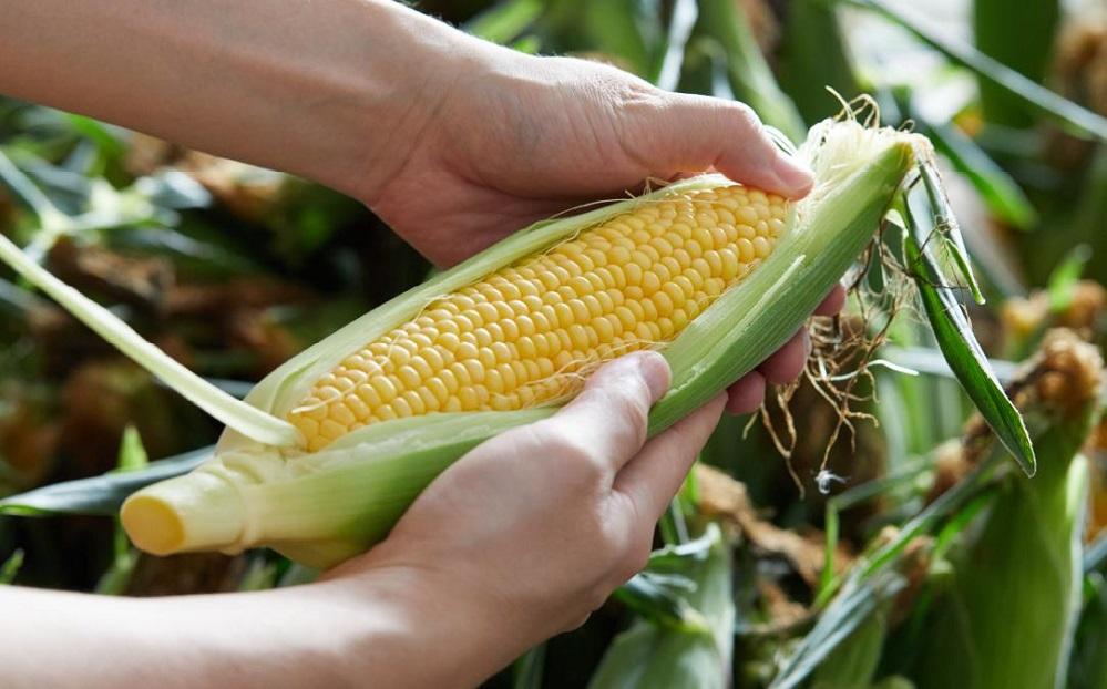 朝採りスイートコーン10本セット