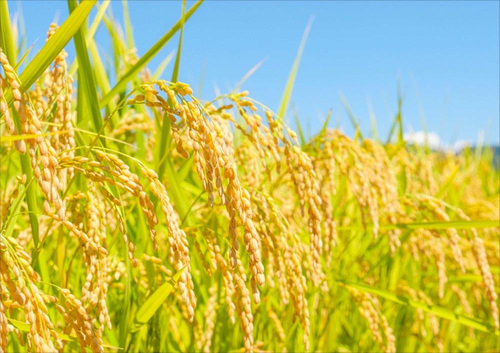 【3ヶ月連続お届け】南魚沼産コシヒカリ　5kg×2　新潟県　南魚沼　南魚沼産　こしひかり　米　お米