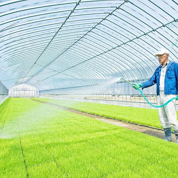 【定期便全6回】無洗米新潟県産コシヒカリ5kg（受注の翌月から毎月配送）｜新潟県　新潟　無洗米　こしひかり　米　おこめ　お米