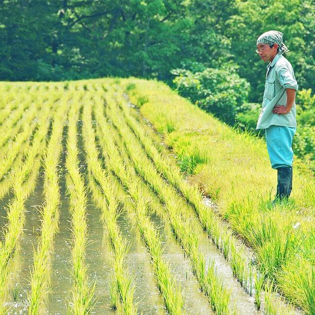 【定期便全12回】新潟県産新之助5kg（受注の翌月から毎月配送）｜新潟県　新潟　米　おこめ　お米