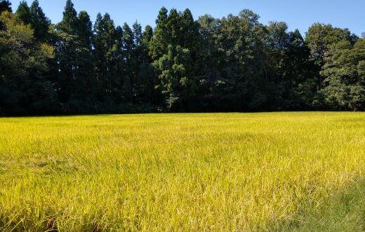 【新米】【毎月定期便】令和７年産「五つ星お米マイスター」厳選　天日干し魚沼産コシヒカリ　精米５kg×６回