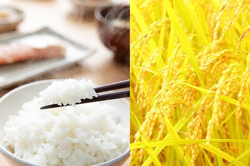 〈令和7年産 新米〉特別栽培米 新潟産コシヒカリ 5kg 精米 白米