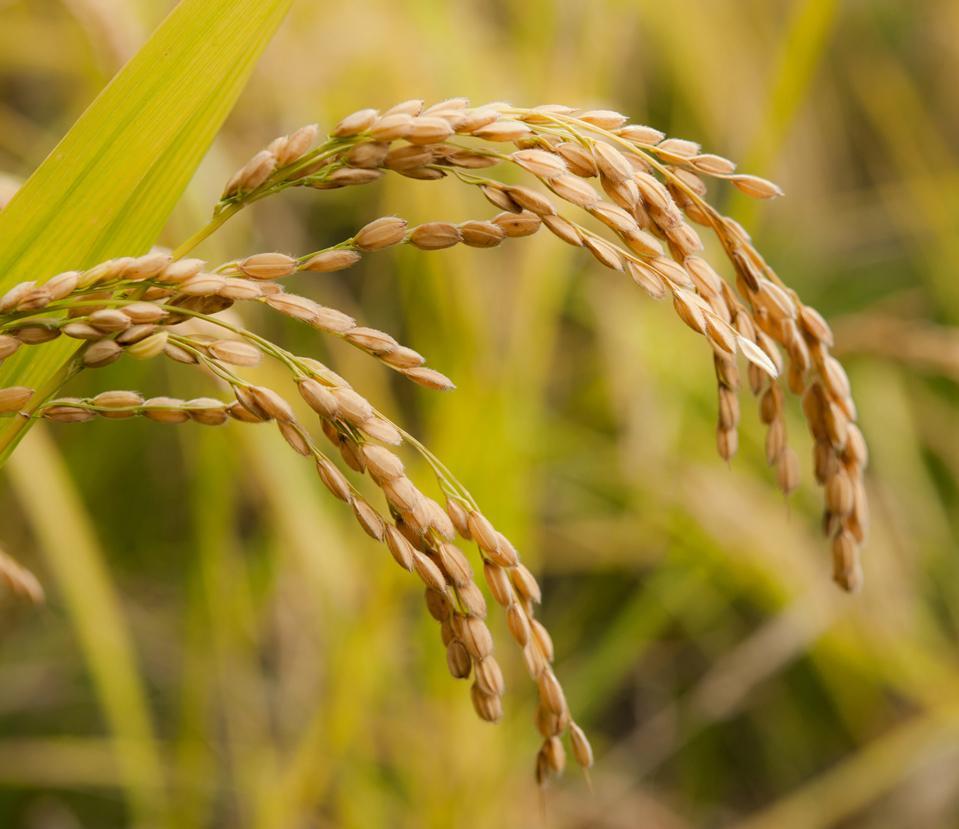 【年内発送】【令和7年産 新米】魚沼産コシヒカリ【白米10kg】【令和7年11月下旬以降発送】【米 お米 こしひかり 南魚沼 米 白米 こめ 新潟 米】