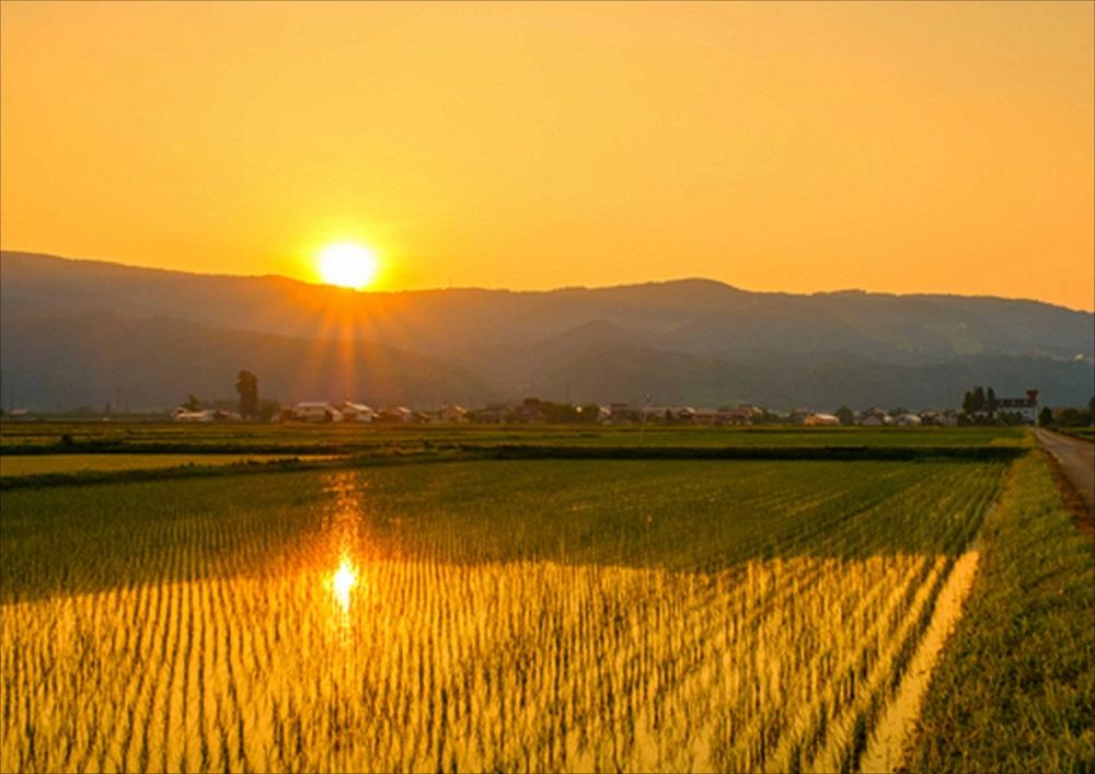 【3ヶ月連続お届け】南魚沼産コシヒカリ　5kg　新潟県　南魚沼　南魚沼産　こしひかり　米　お米