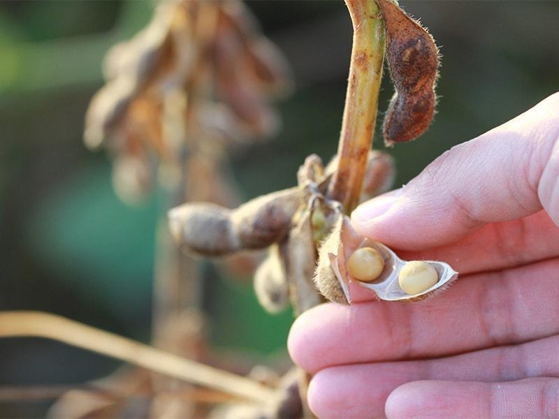 越後味噌贅沢セレクション　（「豪農」・味噌「延齢」）400g×各3カップ　新潟県　味噌　みそ　調味料　発酵