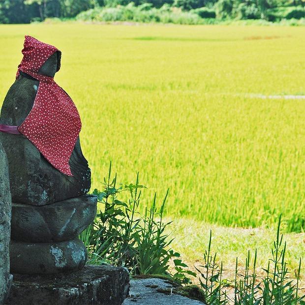 【定期便全12回】新潟県産新之助5kg（受注の翌月から毎月配送）｜新潟県　新潟　米　おこめ　お米