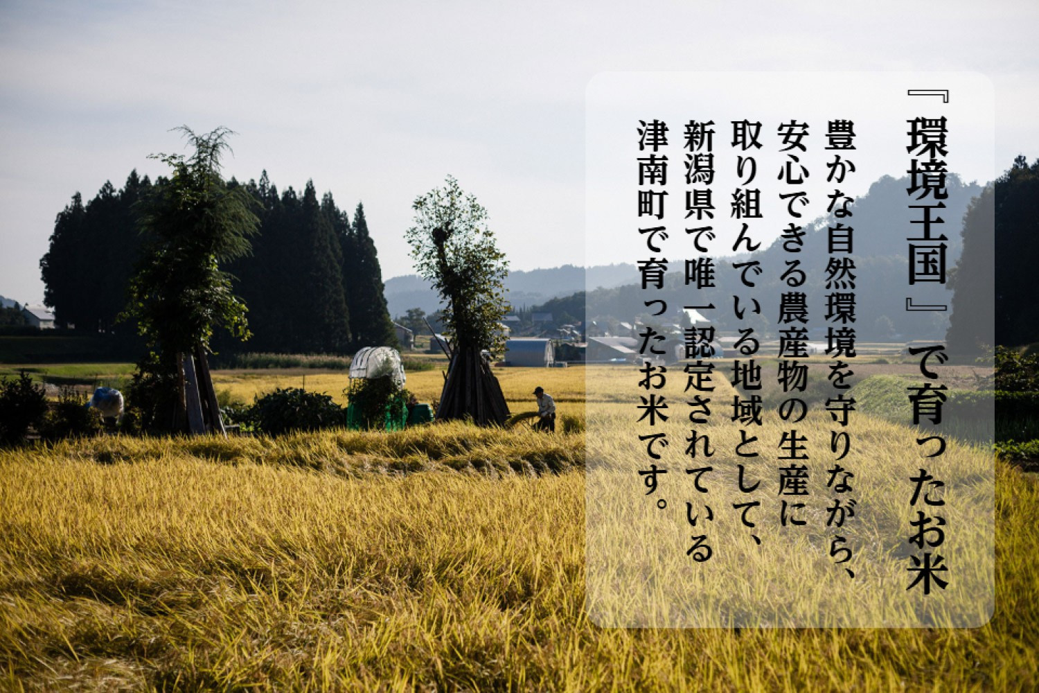 《 令和7年産  》 魚沼産コシヒカリ 5kg 一等米 ( 慣行栽培 )