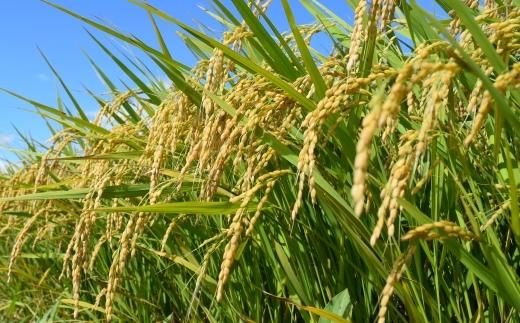 【新米】【毎月定期便】令和７年産「五つ星お米マイスター」厳選　天日干し魚沼産コシヒカリ　精米10kg（5kg×2個）×12回