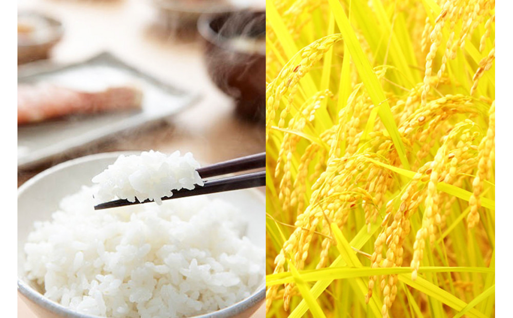 〈令和7年産 新米〉無洗米 新潟産 新之助 5kg 精米 