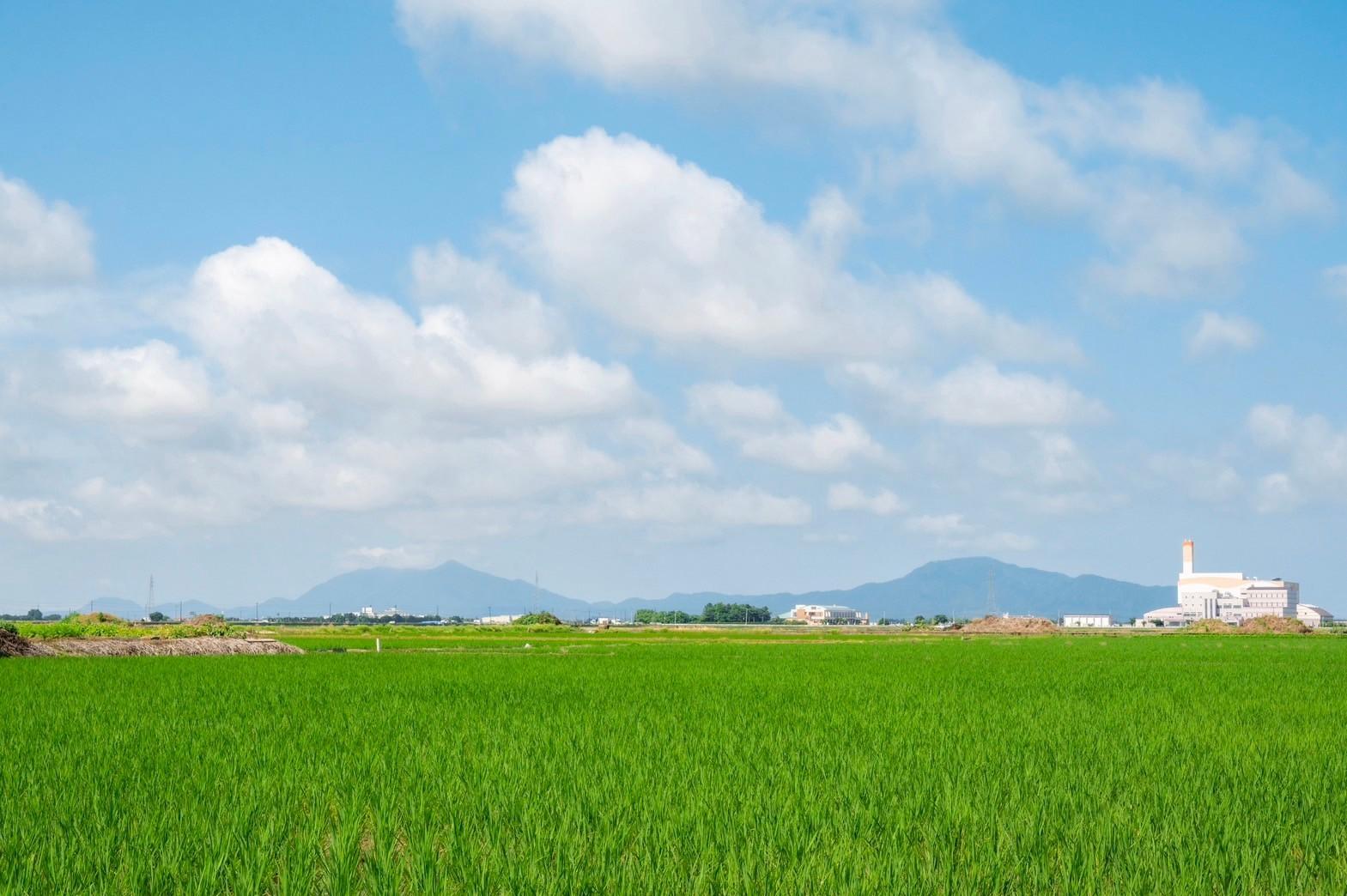 旬の「黒埼茶豆」(1kg)と新潟限定ビイル「風味爽快ニシテ」(350ml×12本)セット