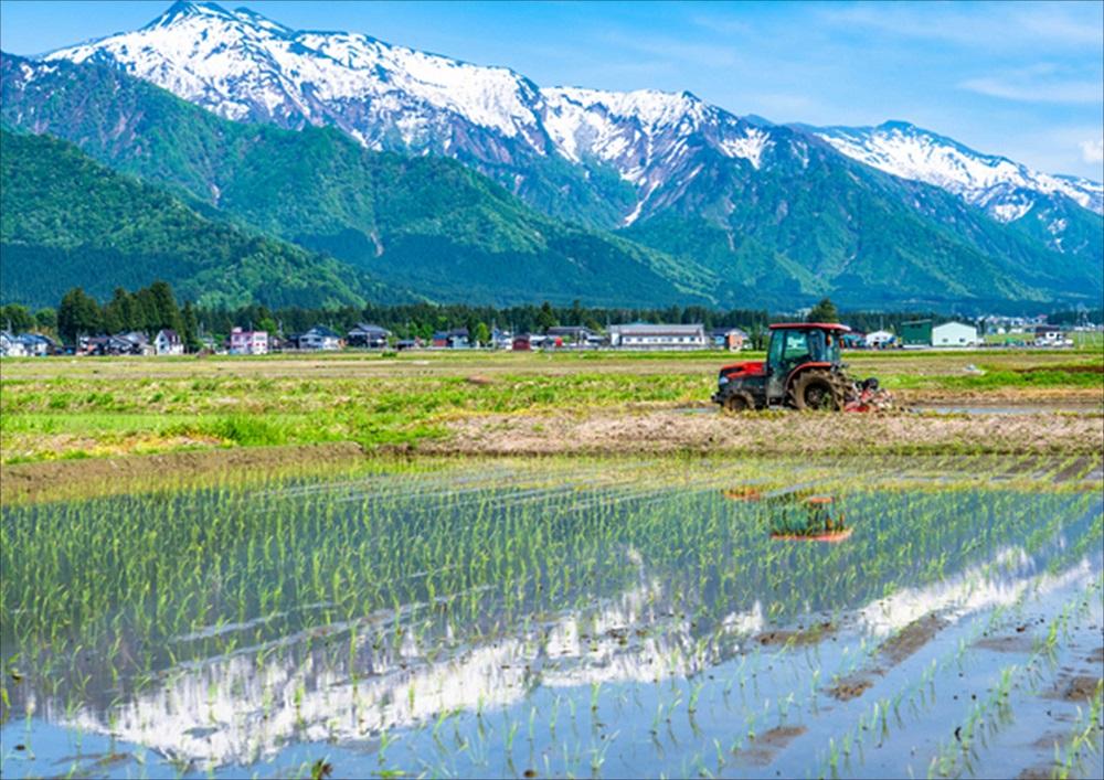 【3ヶ月連続お届け】南魚沼産コシヒカリ　5kg×2　新潟県　南魚沼　南魚沼産　こしひかり　米　お米