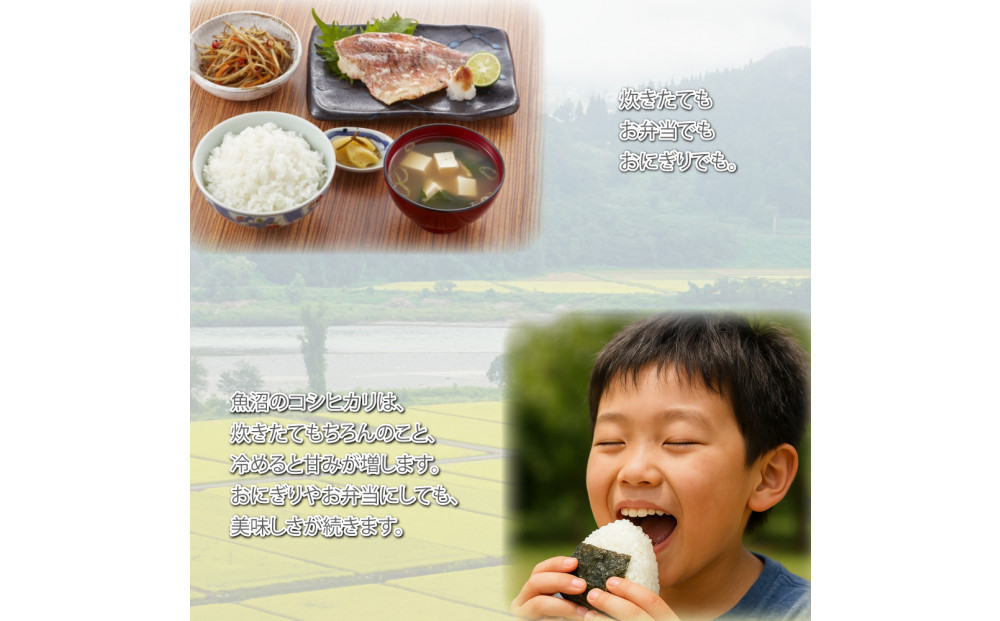 令和7年産 新潟県 魚沼産 無洗米 コシヒカリ5kg 精米 一等米  天糧