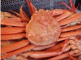 ≪日本海直送！ ≫鮮度抜群の『ベニズワイガニ』（５杯）