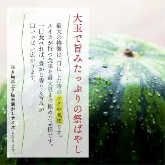 スイカ 大玉すいか （ 祭ばやし ） 秀L 2玉入り 約6～6.9kg×2玉 計12Kg以上 大玉 すいか フルーツ 果物 2玉 新潟 夏フルーツ