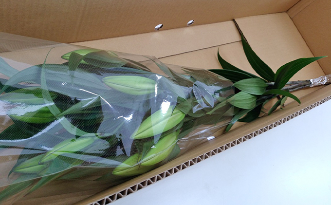 フラワーファーム しろねのユリ 切花3本（産地おすすめ花色）5～7月発送