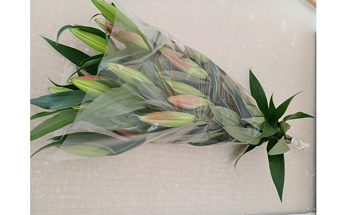 フラワーファーム しろねのユリ 切花5本（産地おすすめ花色）5～7月発送