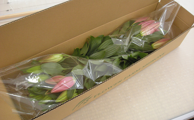 フラワーファーム しろねのユリ 切花10本（産地おすすめ花色）5～7月発送