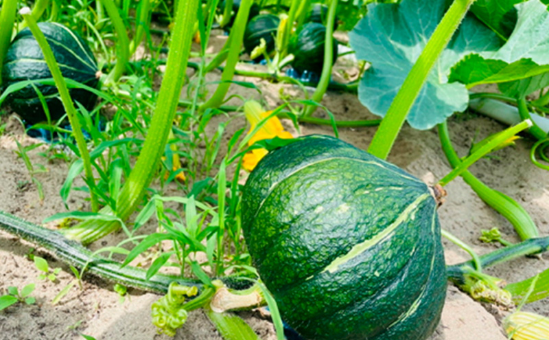 特別なカボチャ ikkaプレミアム【8月-9月発送】