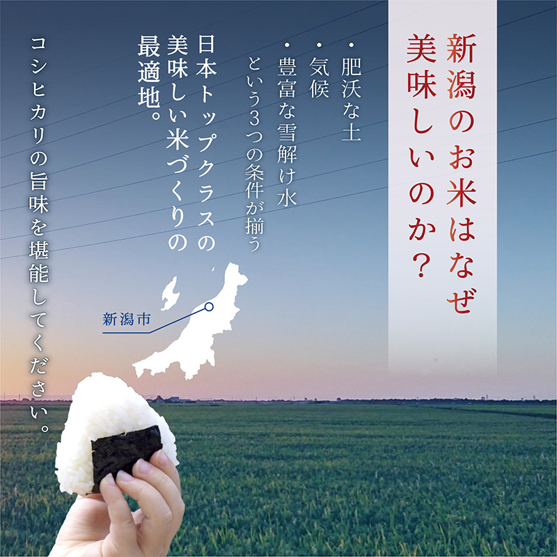 新潟産コシヒカリ 10kg 米 精米 白米 こめ コメ お米 おこめ コシヒカリ こしひかり 新潟 新潟県 米どころ