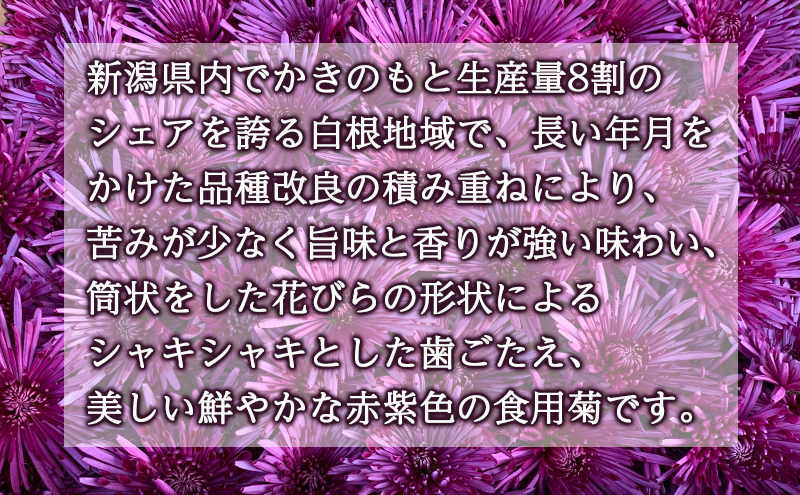 かきのもと（食用菊）1kg 野菜 苦みが少ない 旨味 香りが強い シャキシャキ食感 鮮やか 紫色 食用花 彩 食卓 華やか