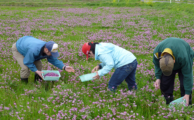 押し花名刺 80枚