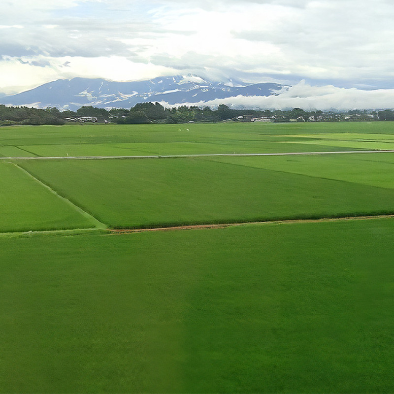 【定期便6ヶ月】新潟市産コシヒカリ 白米 5kg お米 精米 ご飯 代表 自然 飽きない 自信 美味しい