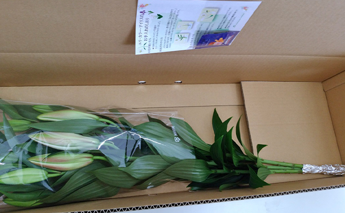 フラワーファーム しろねのユリ 切花3本（産地おすすめ花色）5～7月発送