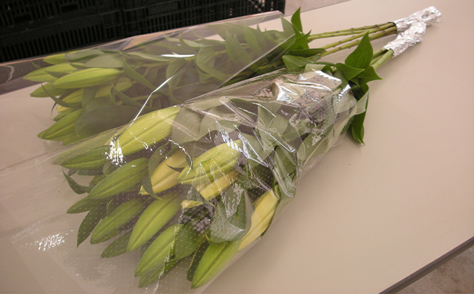 フラワーファーム しろねのユリ 切花10本（産地おすすめ花色）5～7月発送