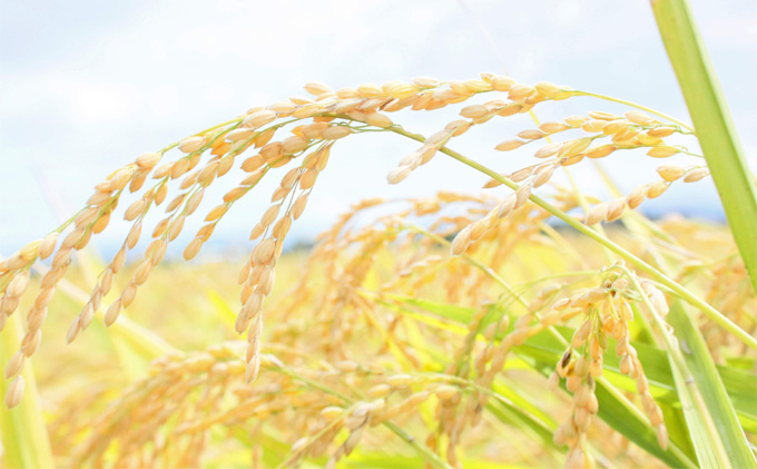 新潟県産 コシヒカリ 5kg 米 精米 白米 こめ コメ お米 おこめ こしひかり 新潟 新潟県