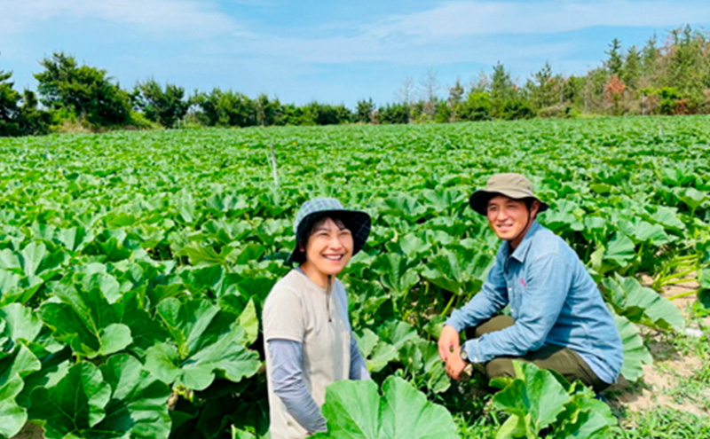 特別なカボチャ ikkaプレミアム【8月-9月発送】